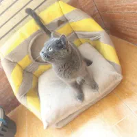 گربه اسکاتیش بریتیش|گربه|کرمان, |دیوار