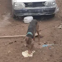 سگ گریت دین|سگ|دهگلان, |دیوار