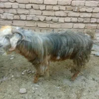 نر بز فروشی