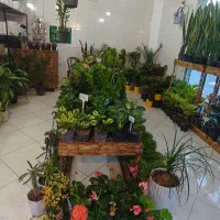 گلکده ارغوان در لوکیشن جدید