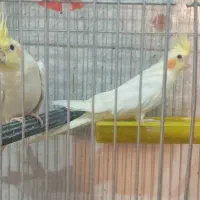 طوطی ملنگو ماده بافت عروس هلندی|پرنده|بافت, |دیوار