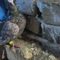 کفتر کبوتر ،سرور، ابلغ، پلاکی