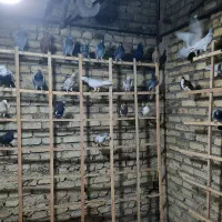 حیوان پرنده|پرنده|قزوین, |دیوار
