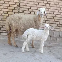 گوسفند عراقی جوان مطفل بره نر زیرش شرط جنی