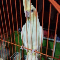 عروس هلندی ماده