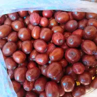 عناب تازه درشت