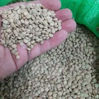 عدس اعلا ایرانی حبوبات عمده