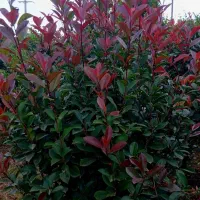 یاس هلندی لوکس و فتونیا تنه قوی|گل و گیاه طبیعی|رودسر, |دیوار