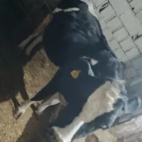 گاو|حیوانات مزرعه|نمین, |دیوار