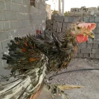 باریک وخروس محلی