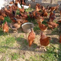 جوجه گلپایگان سالم چهار ماهه|حیوانات مزرعه|لاهیجان, کوی زمانی|دیوار