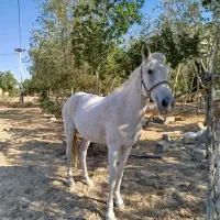 اسب ماده عرب۷ساله|اسب و تجهیزات اسبسواری|بندر ماهشهر, |دیوار