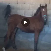 کره مادیون ۱۰ماهه