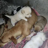 توله پاکوتاه