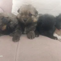 پامر روباهی|سگ|شاهرود, |دیوار