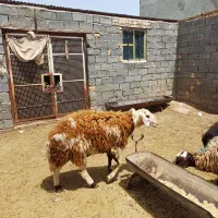 قوچ ابلغ|حیوانات مزرعه|مشهد, کوی سیدی|دیوار