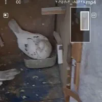 کفتر باخ رفته کرج رزکان|پرنده|مشکین‌دشت, |دیوار