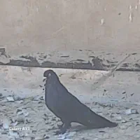 فروش فوری کبوتر|پرنده|جونقان, |دیوار