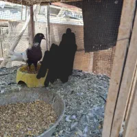 طاوسی درجه یک|پرنده|بندر گناوه, |دیوار