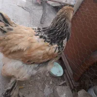 نیمچه برهما