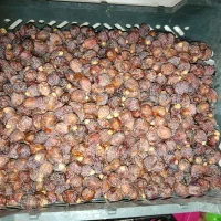 ریزه خاصویی و خرما خاصویی