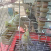 عروس هلندی