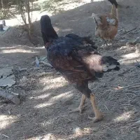 خروس ومرغ لاری|حیوانات مزرعه|ماهدشت, |دیوار