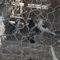 ۵عددکبوتر قیمت هرکدام150 هزارتومان