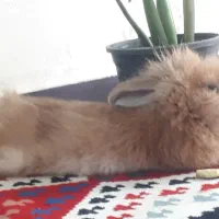 خرگوش خوشمزه|موش و خرگوش|کرج, چمران|دیوار