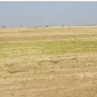 اجاره ۴۸ هکتار زمین کشاورزی شعیبیه شوشتر|اجارهٔ دفتر صنعتی، کشاورزی، تجاری|دزفول, |دیوار