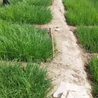 تیم پیاز محلی چاروسا|گل و گیاه طبیعی|چاروسا, |دیوار