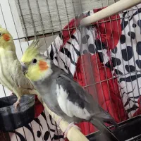 فروش عروس هلندی