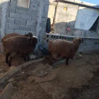 سه راس بره همو واقع....