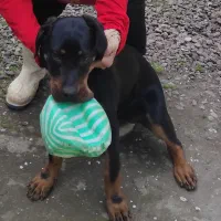 رتویلر۴ماهه ماده باهوش سالم