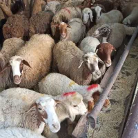 تالشی زنده رشته کوههای زاگرس