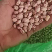 لوبیا چیتی|خوردنی و آشامیدنی|باغ حلی, |دیوار