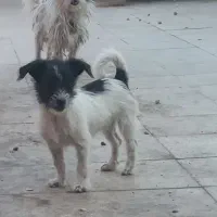 سگ پشمالو
