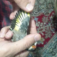 سهره (ماده) روبه مستی|پرنده|قروه, |دیوار