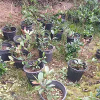 فتونیا|گل و گیاه طبیعی|کلاچای, |دیوار