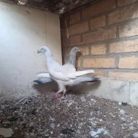 کبوتر یهودی ابی|پرنده|مشهد, احمدآباد|دیوار