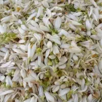 بهار نارنج تازه بهارنارنج،