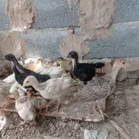 جوجه بوقلمون چهل روزه