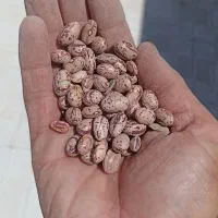 لوبیا چیتی