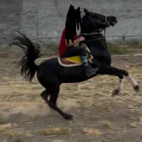کشش نریون عرب مصری