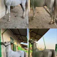 اسب|اسب و تجهیزات اسب‌سواری|فردیس, سرحد آباد|دیوار