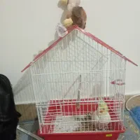 عروس هلندی