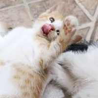 واگذاری بچه گربه