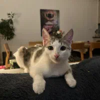 واگذاری گربه