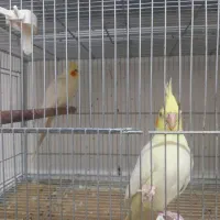 کوتوله و عروس هلندی جفت