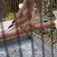 سهره کرمونی بخون معاوضه